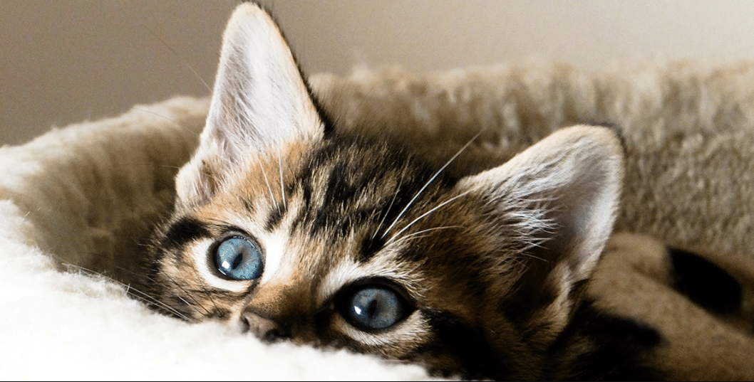 10 najzanimljivih činjenica o mačkama