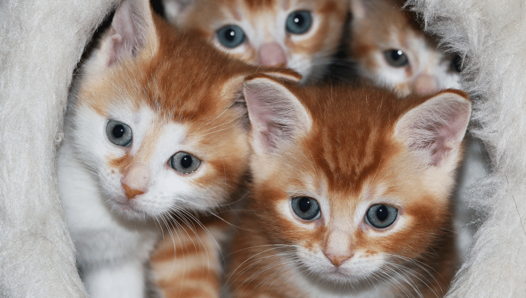 10 najzanimljivih činjenica o mačkama