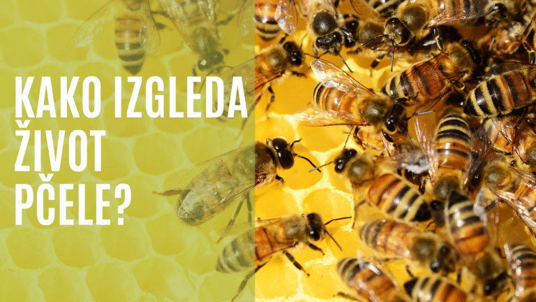 Život pčele – kako izgleda i koliko traje?