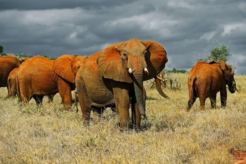 kenija safari putovanja
