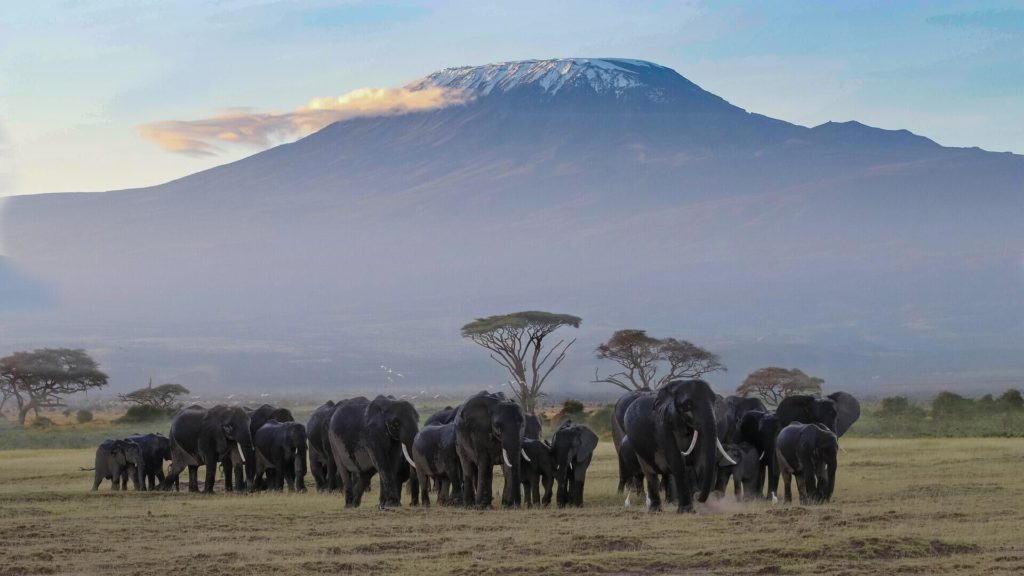 kenija safari putovanja