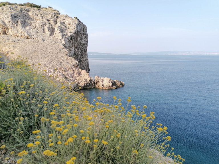 ruzmarin i smilje