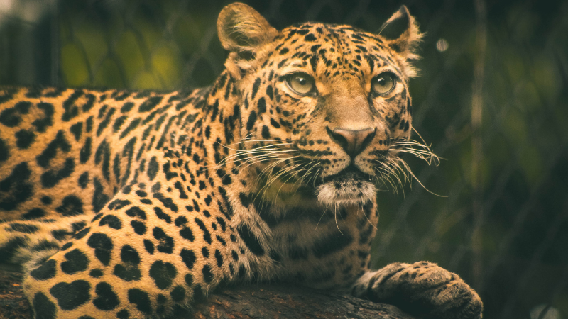 Šta znači sanjati leoparda?