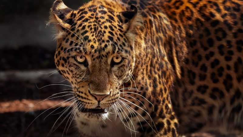 Šta znači sanjati leoparda?